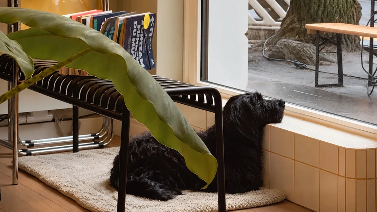 Office dog Bertha, a shaggy black dog, lying under a bench by the window